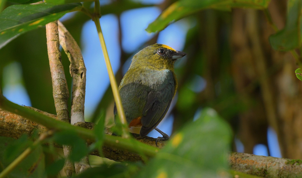 Olive-backed Euphonia - ML645673571