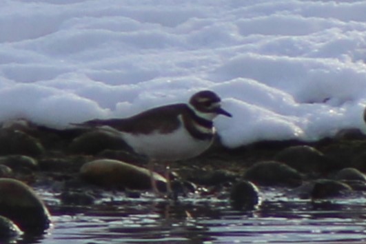 kulík rezavoocasý - ML645673572