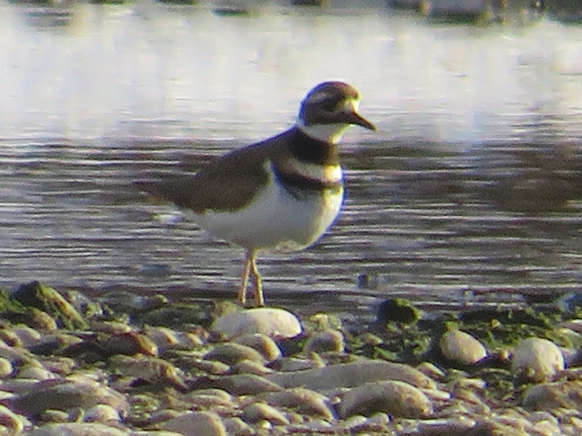 kulík rezavoocasý - ML645673573