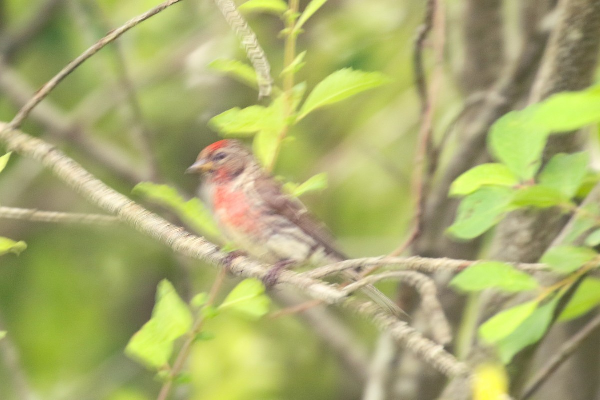 Redpoll (Lesser) - ML645673574