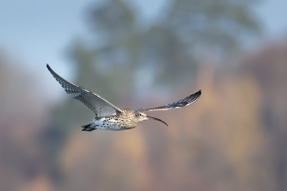Eurasian Curlew - ML645673578