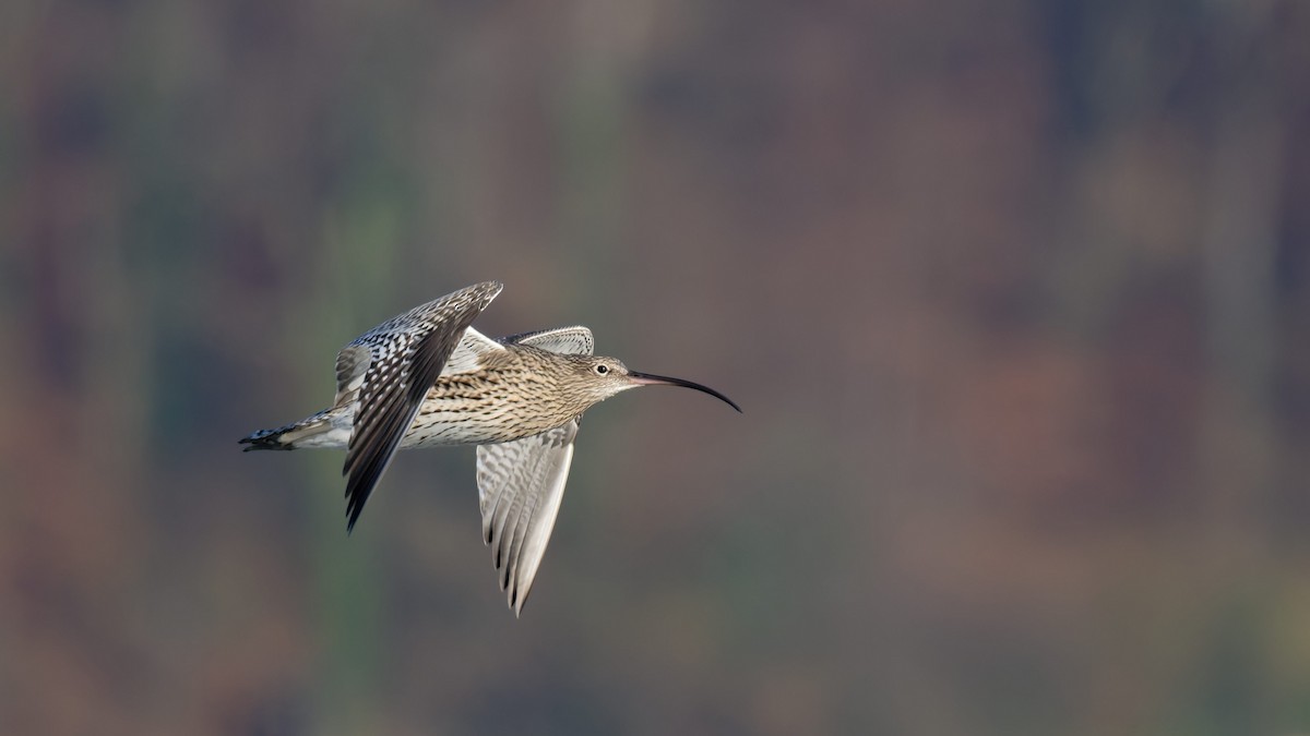 Eurasian Curlew - ML645673580