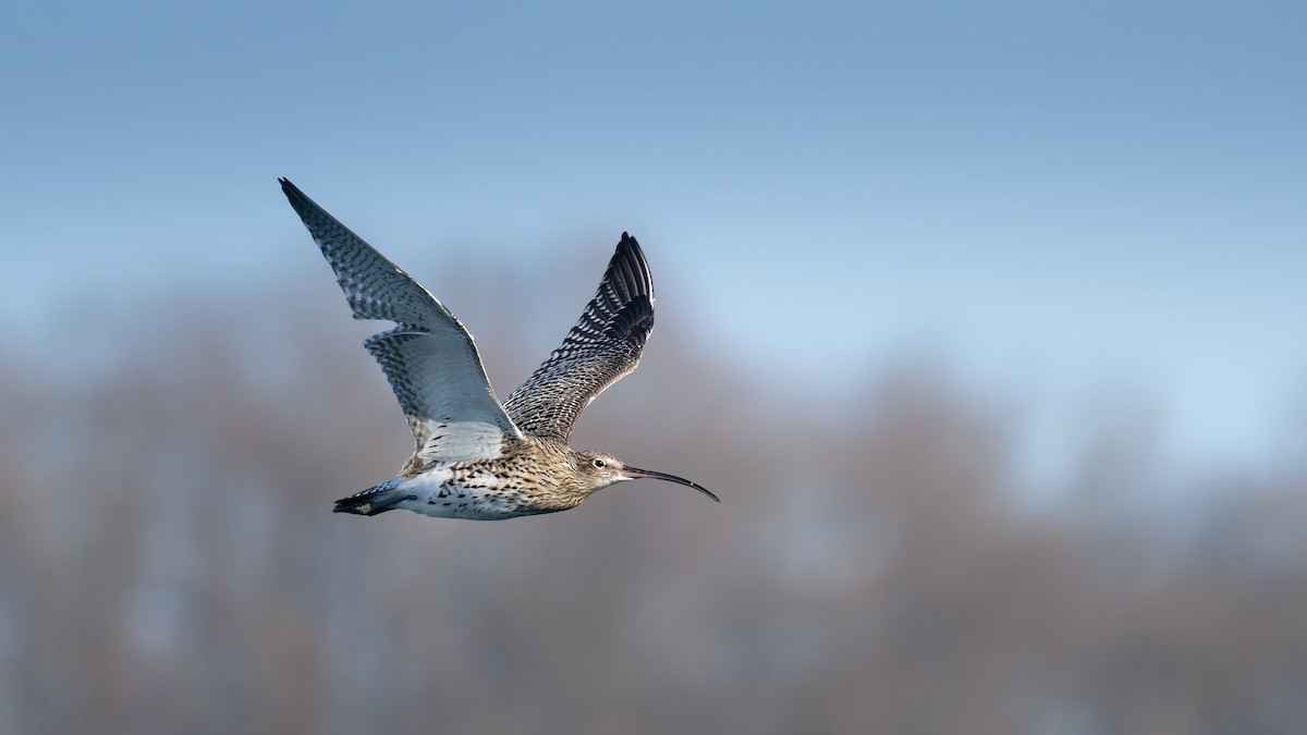 Eurasian Curlew - ML645673582