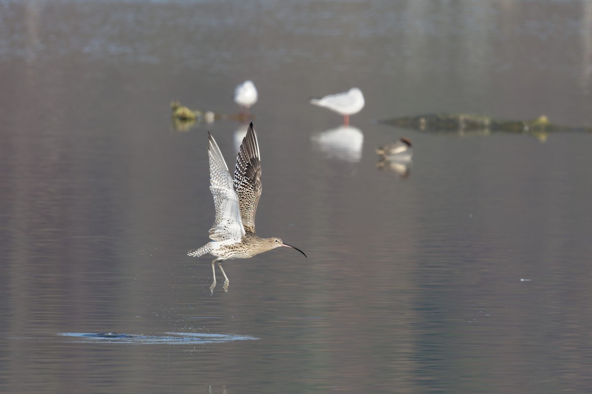 Eurasian Curlew - ML645673583
