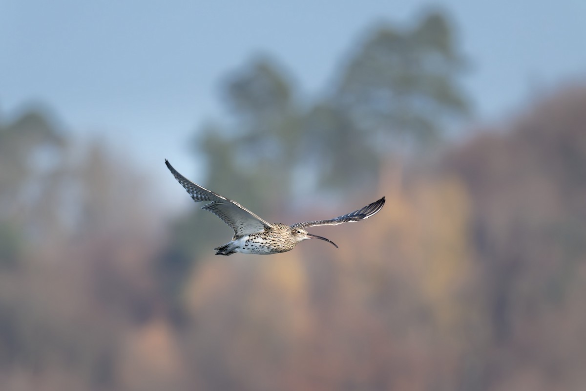 Eurasian Curlew - ML645673584