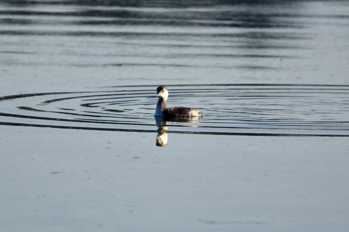 Horned Grebe - ML645673586