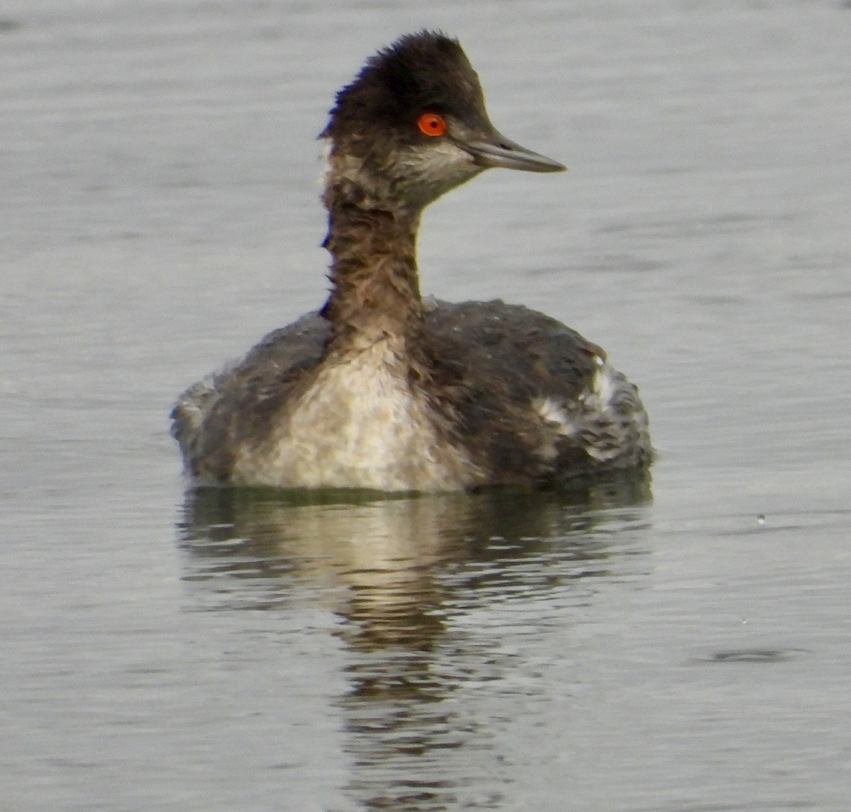 Eared Grebe - ML645673588