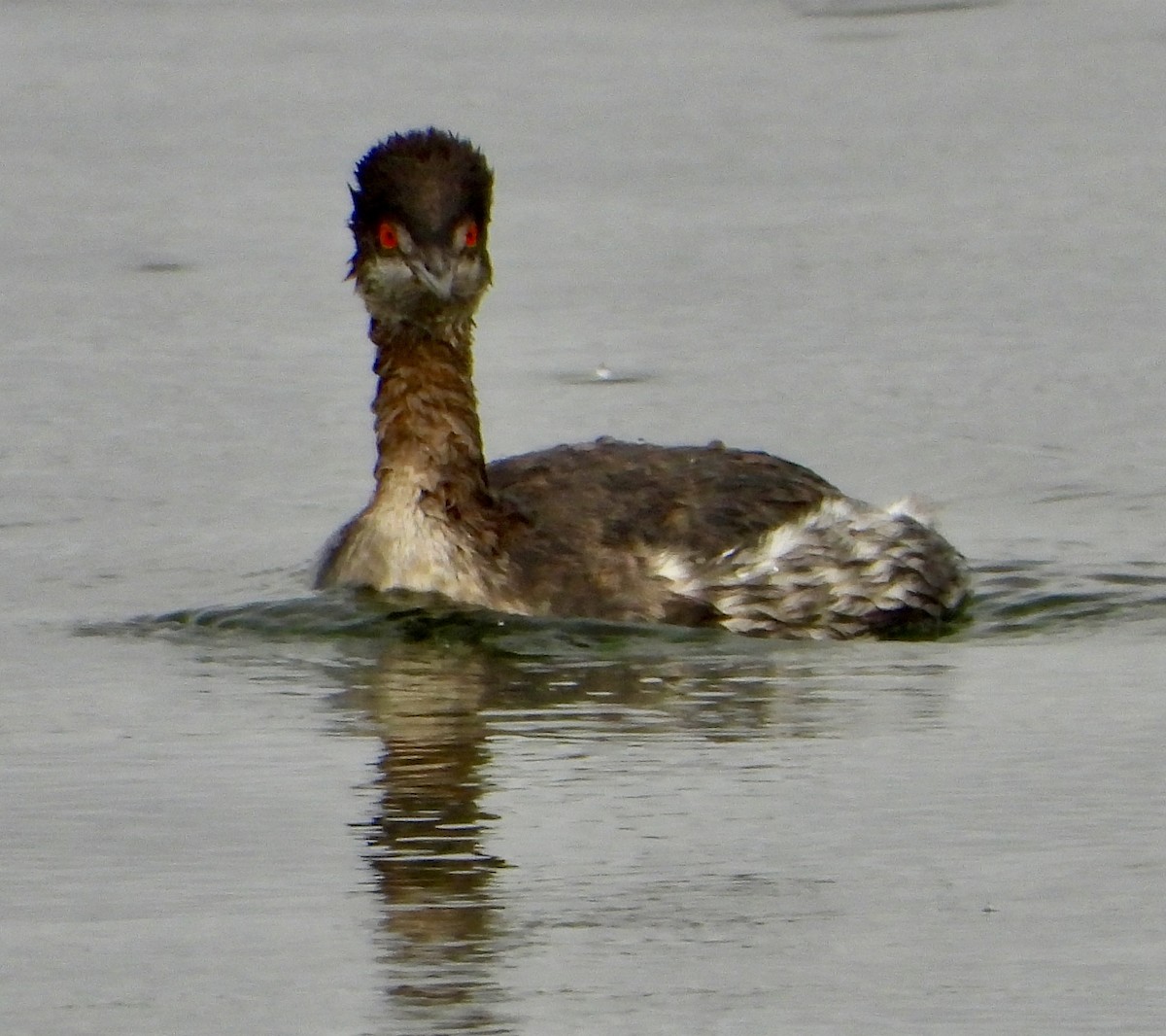 Eared Grebe - ML645673589