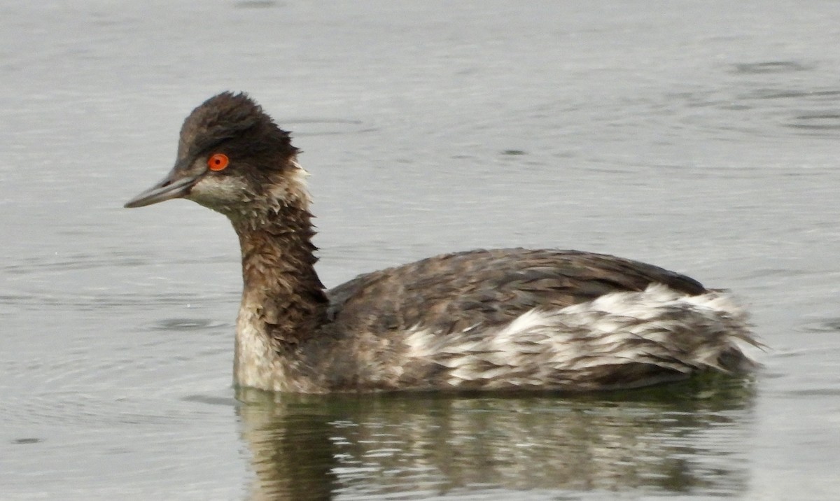 Eared Grebe - ML645673590