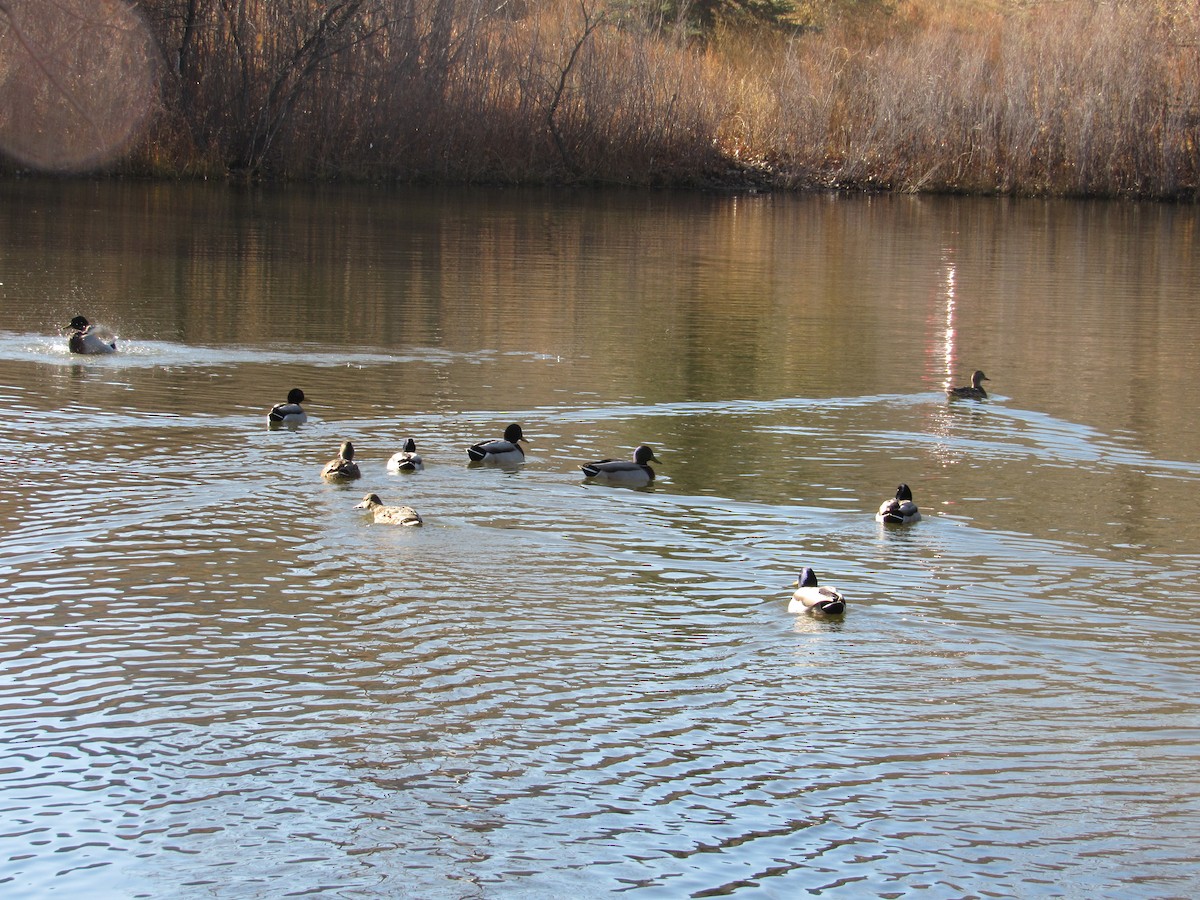 Mallard - ML645673591