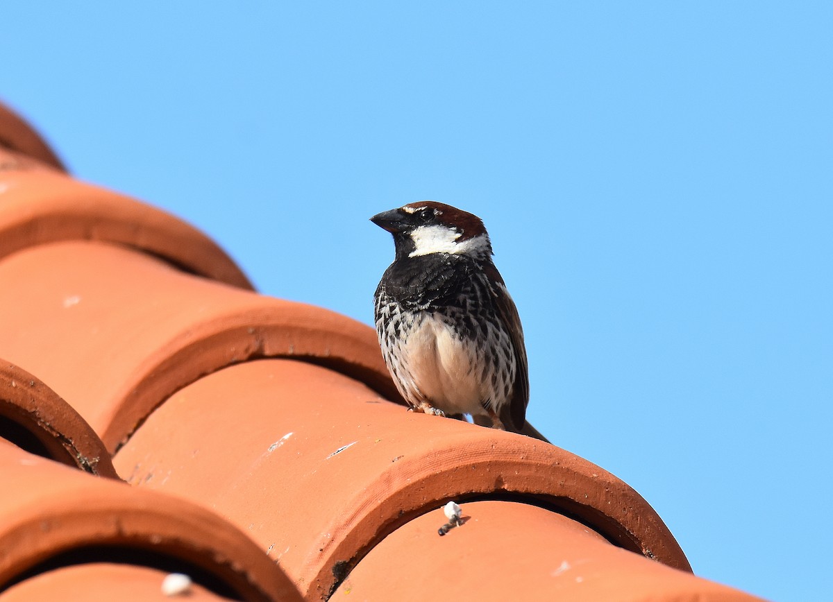 Spanish Sparrow - ML645673592