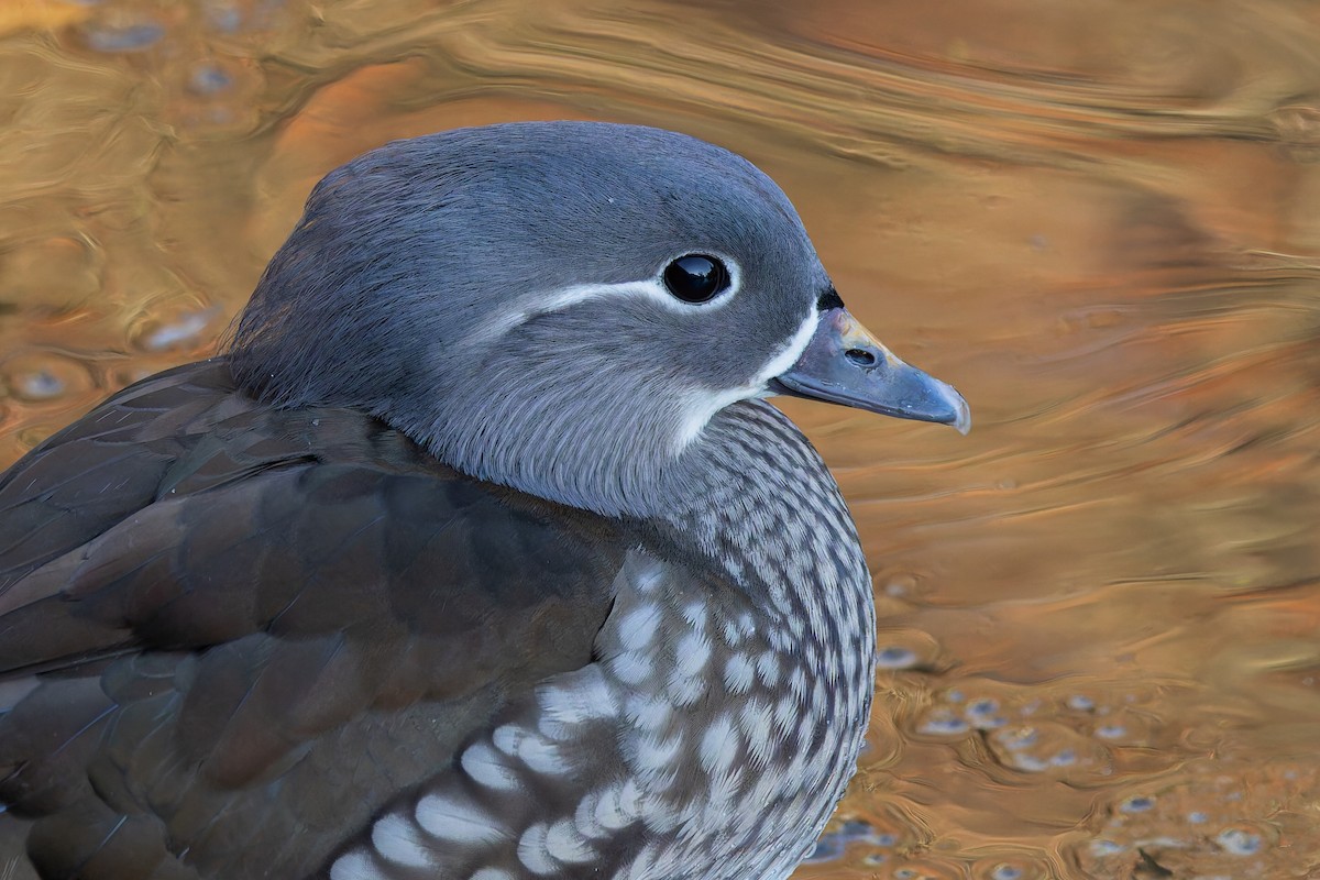 Mandarin Ördeği - ML645673593