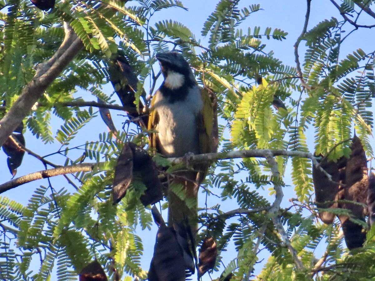 Black-headed Saltator - ML645673596