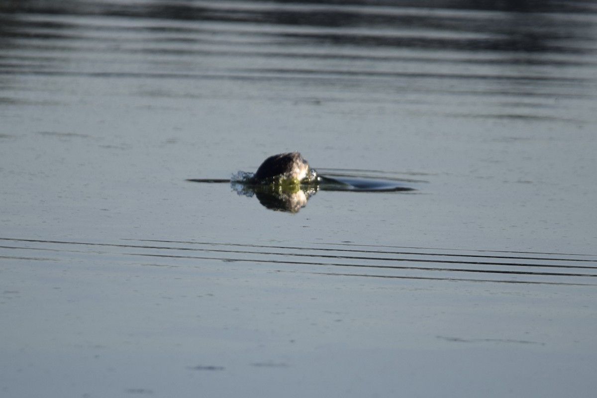 Horned Grebe - ML645673598