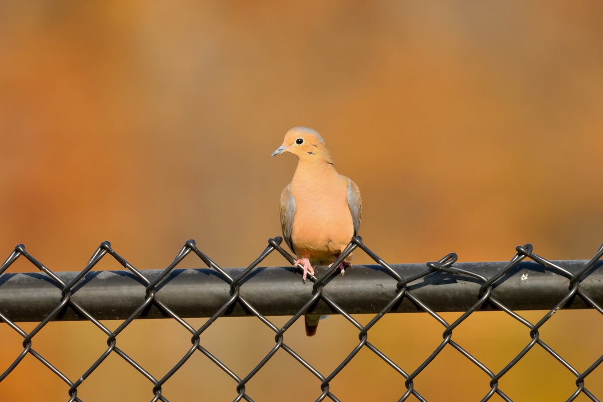 Mourning Dove - ML645673599