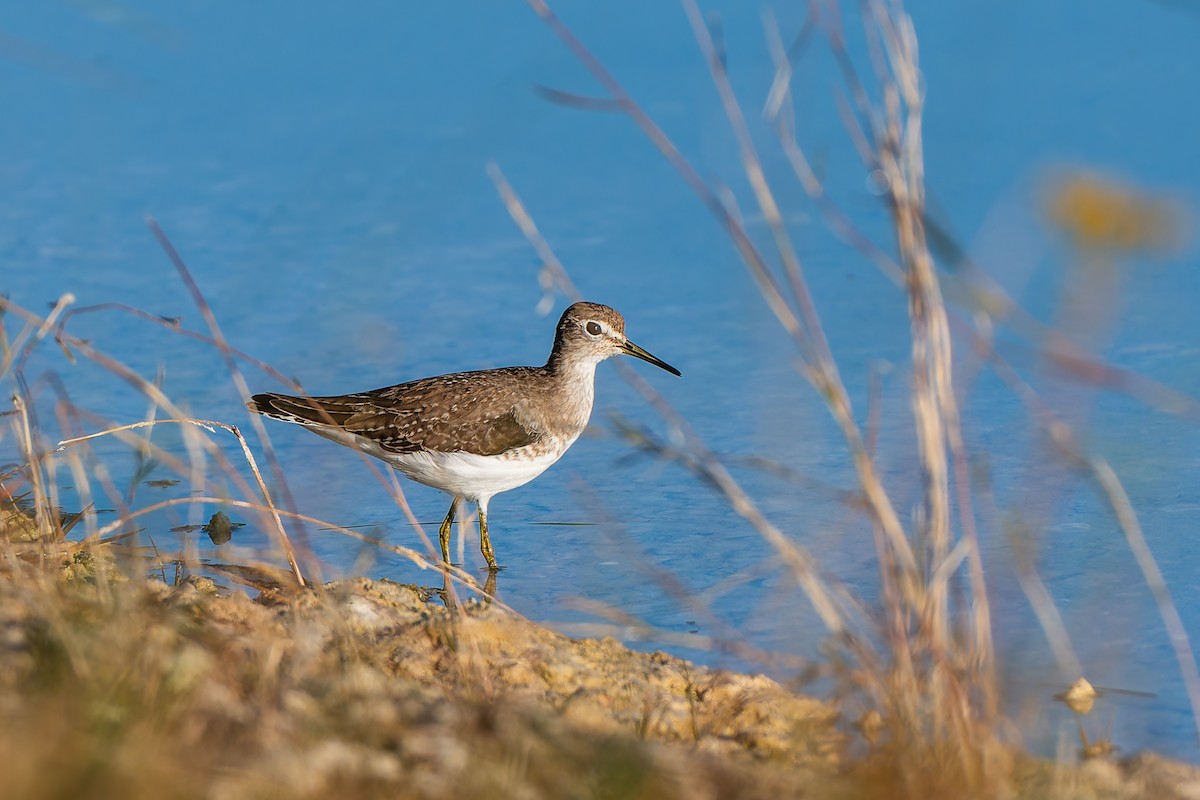 Solitary Sandpiper (solitaria) - ML645673601