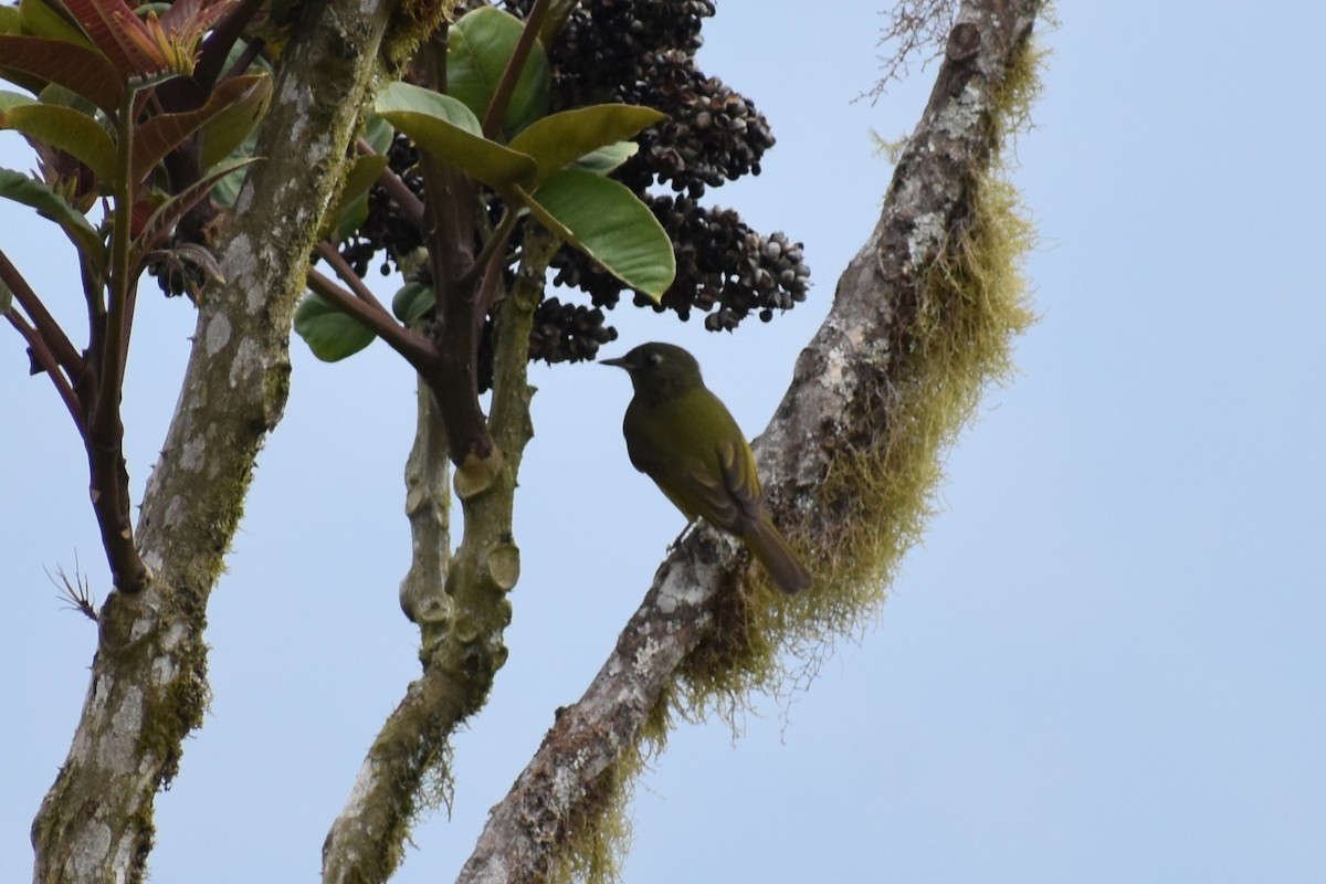 Streak-necked Flycatcher - ML645673602