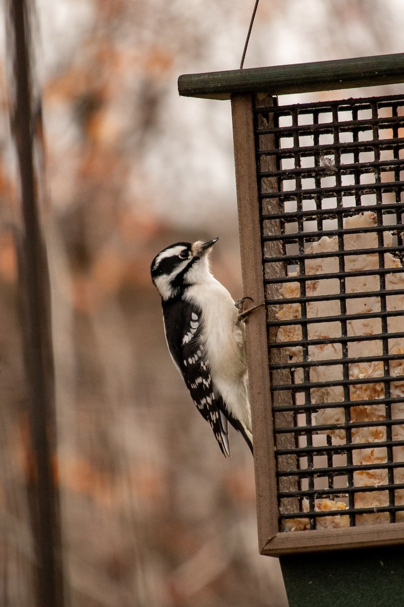 Downy Woodpecker - ML645673603