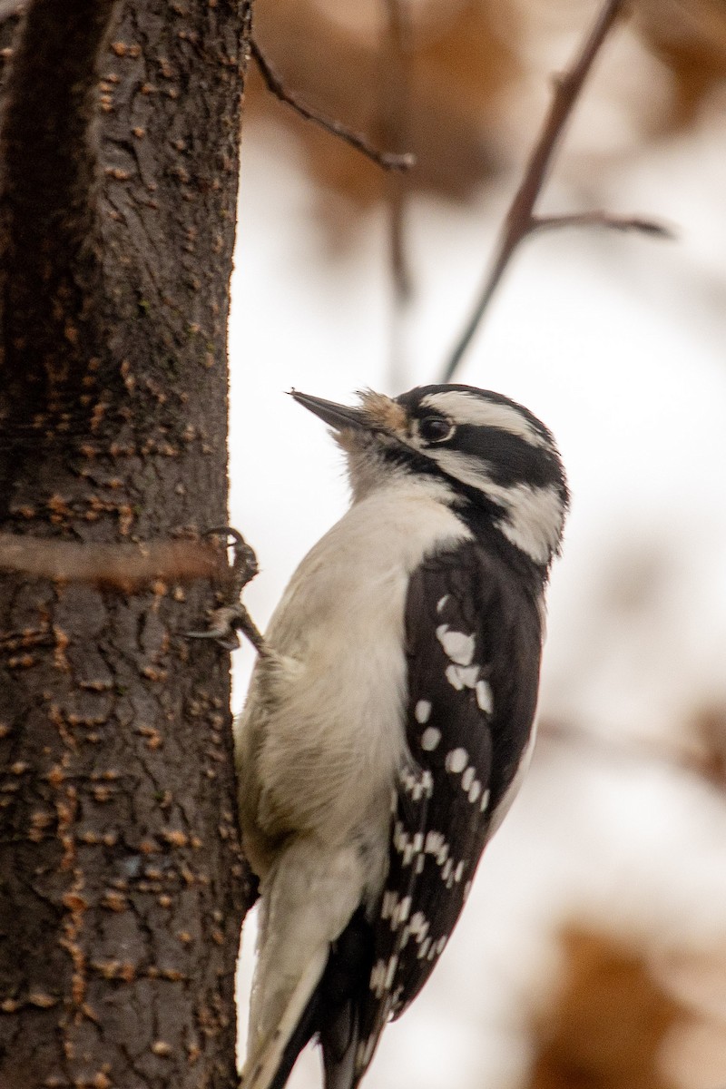 Downy Woodpecker - ML645673604