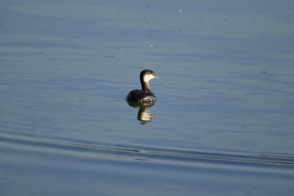 Horned Grebe - ML645673614