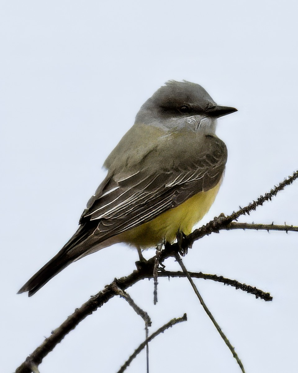 Western Kingbird - ML645673626
