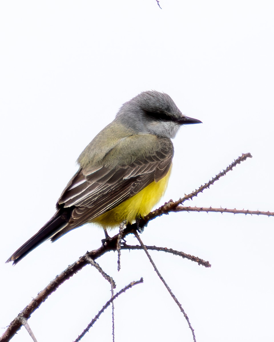 Western Kingbird - ML645673627