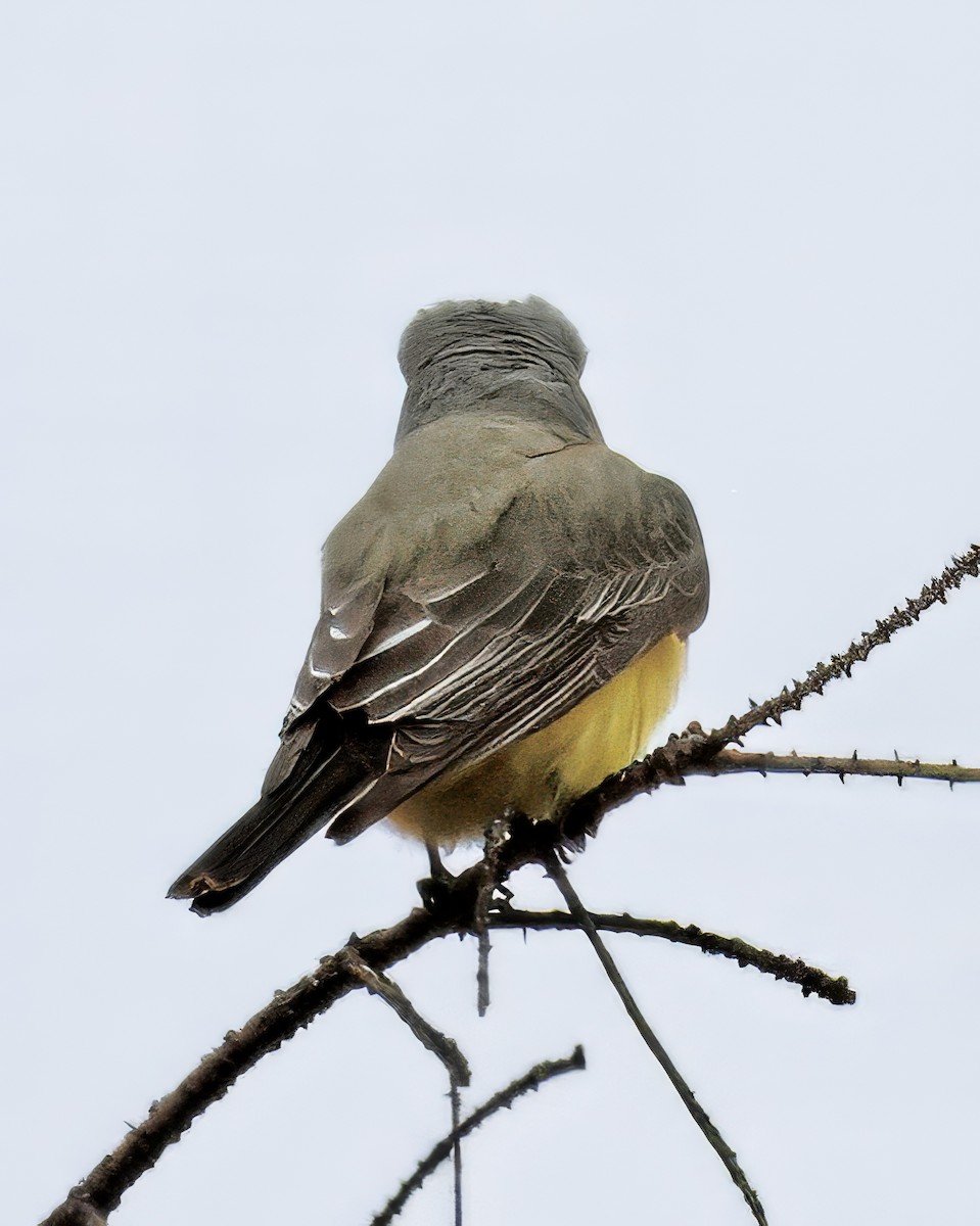 Western Kingbird - ML645673628