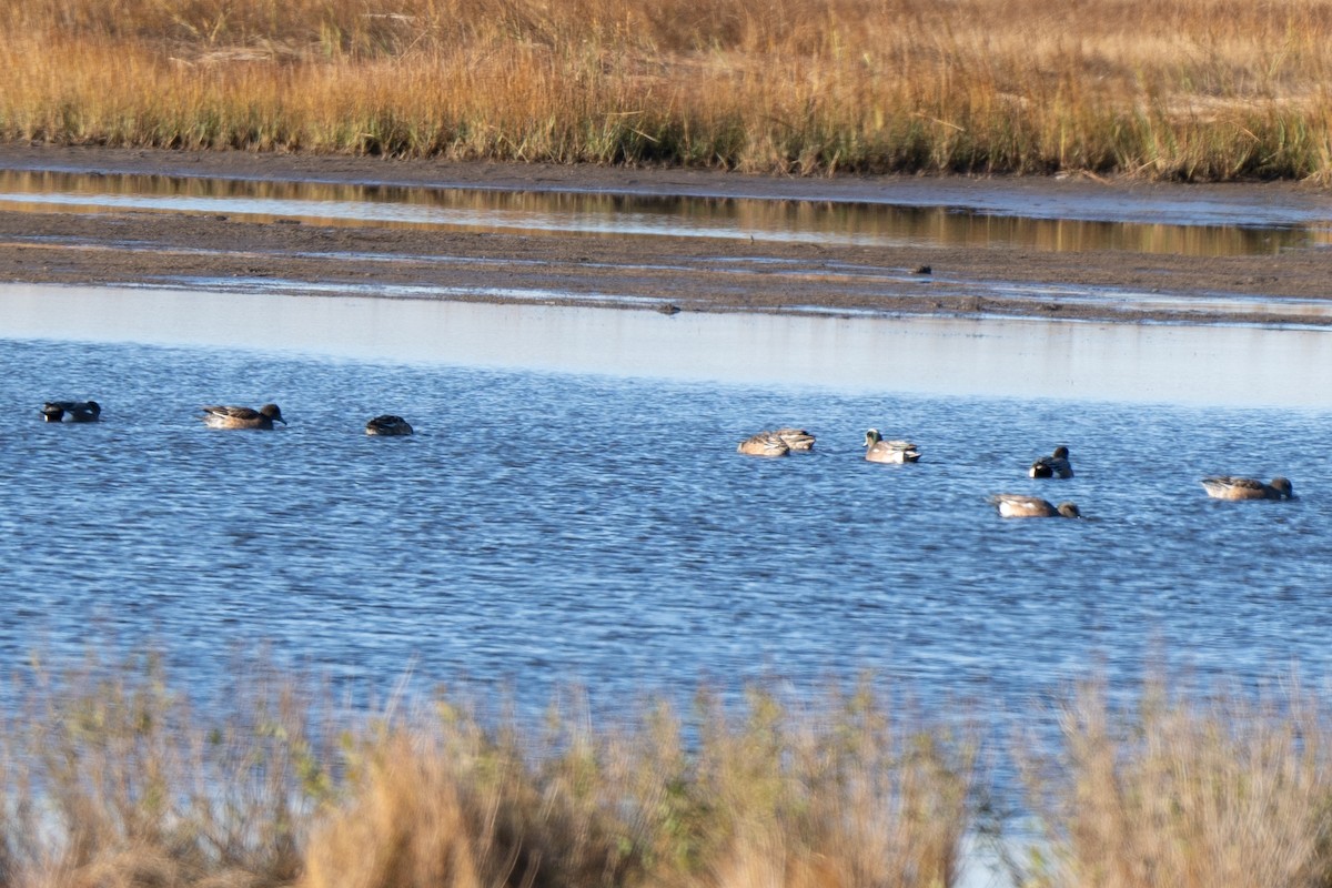 American Wigeon - ML645673629