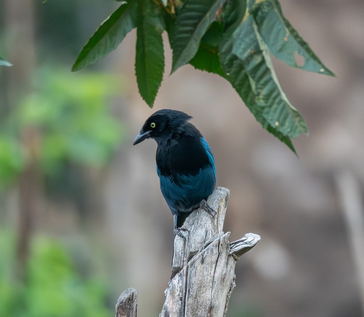 raggskrike - ML645673630