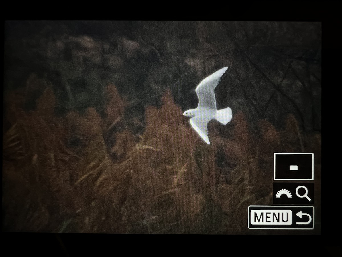 Bonaparte's Gull - ML645673631