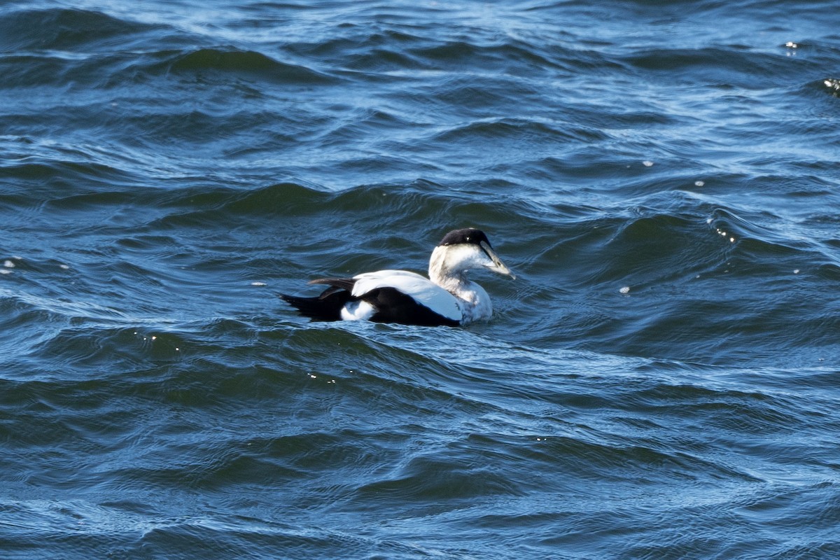 Common Eider - ML645673637