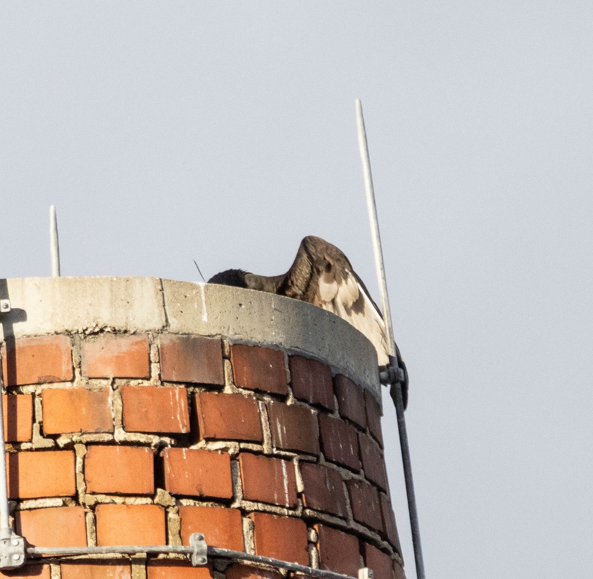 Turkey Vulture - ML645673638