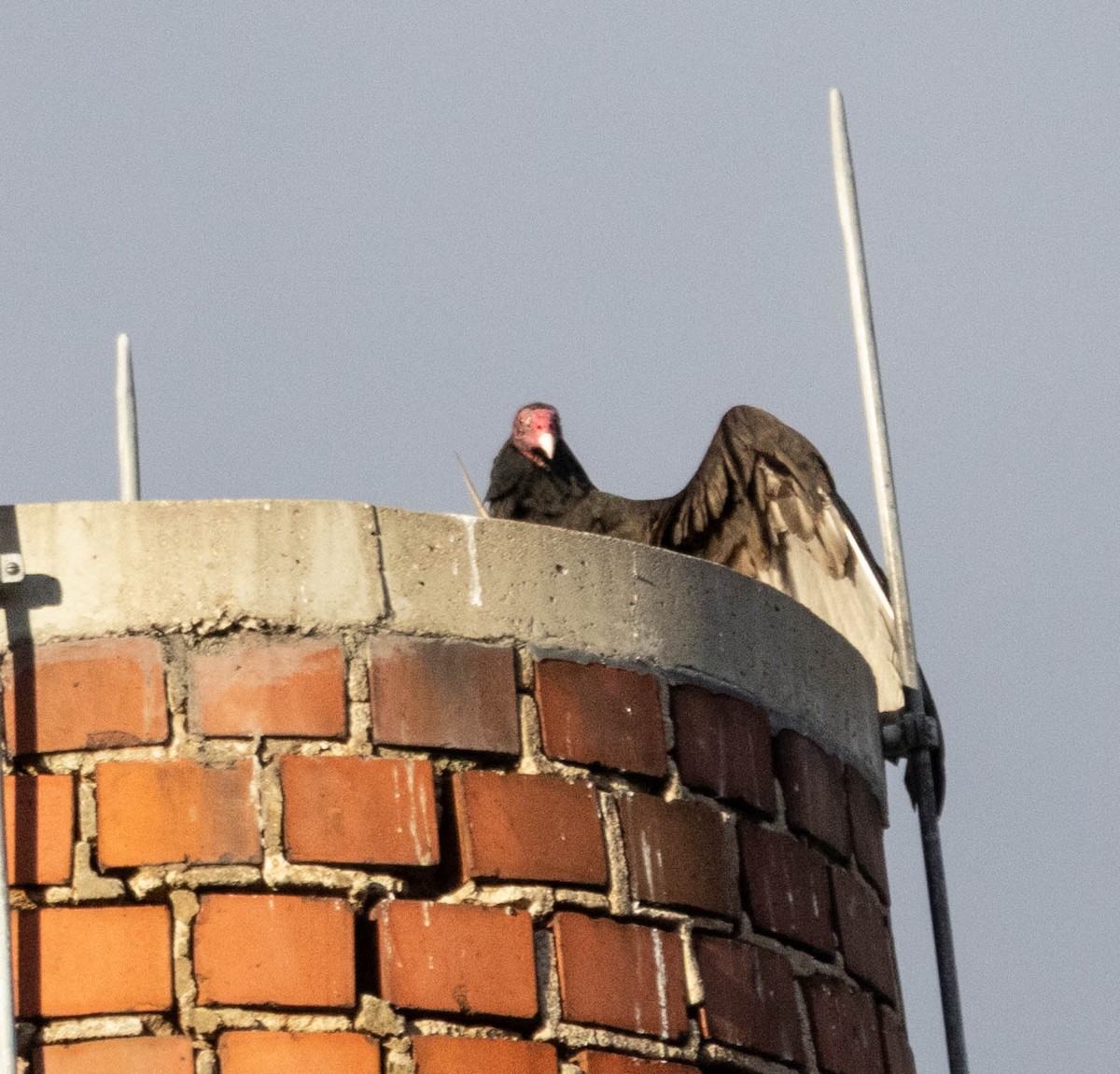 Turkey Vulture - ML645673639