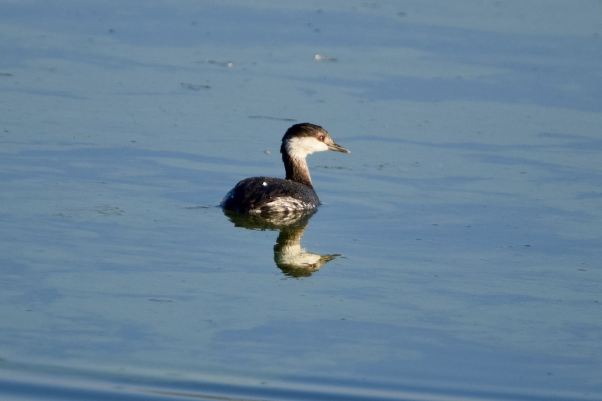 Horned Grebe - ML645673650