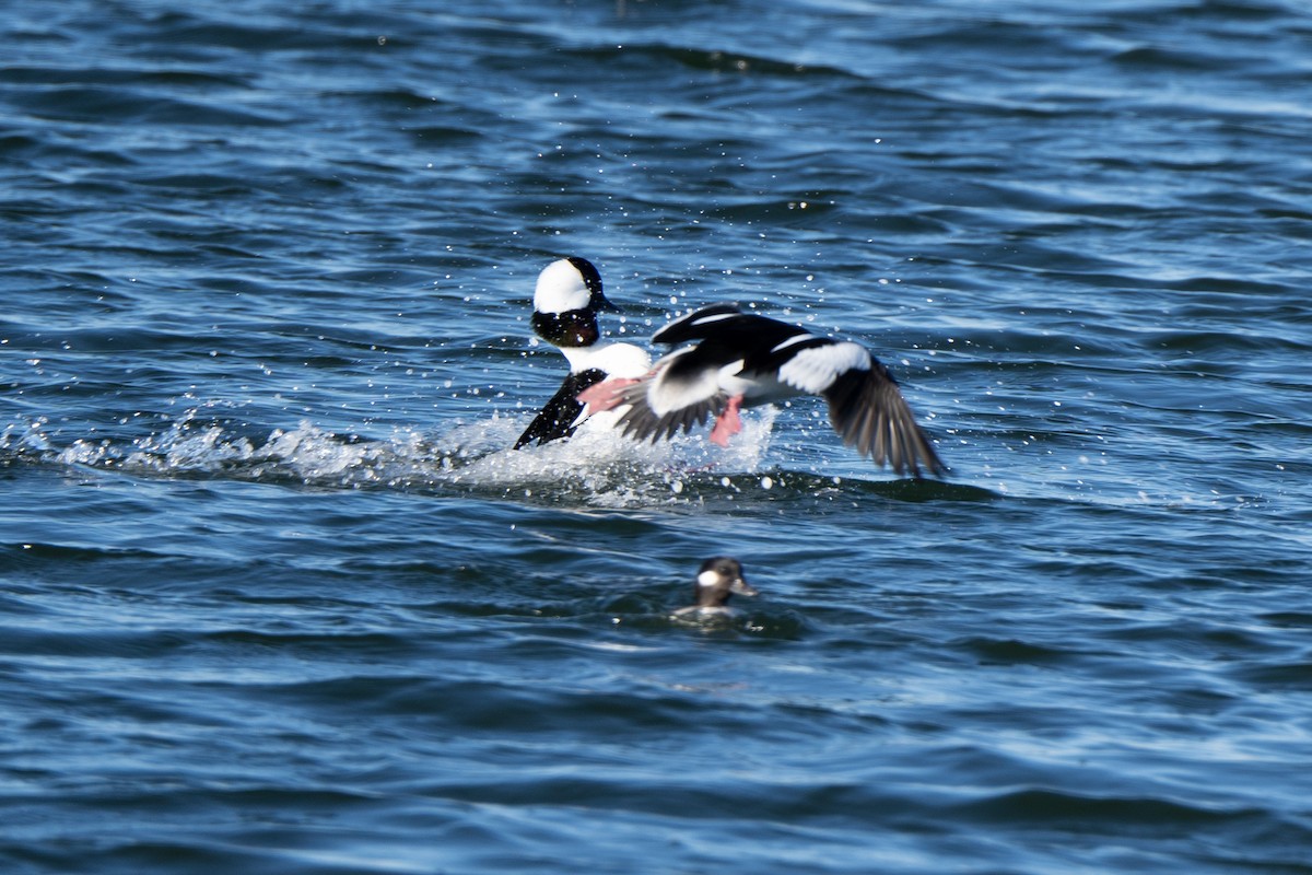 Bufflehead - ML645673664