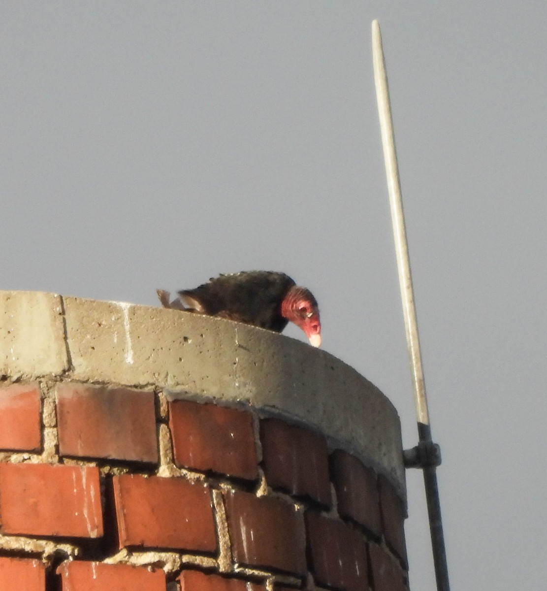 Turkey Vulture - ML645673666