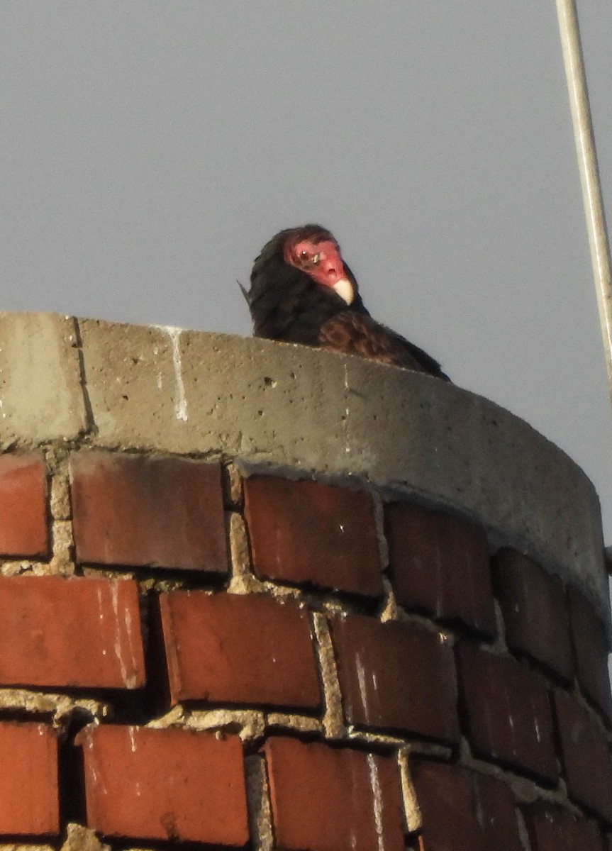 Turkey Vulture - ML645673667