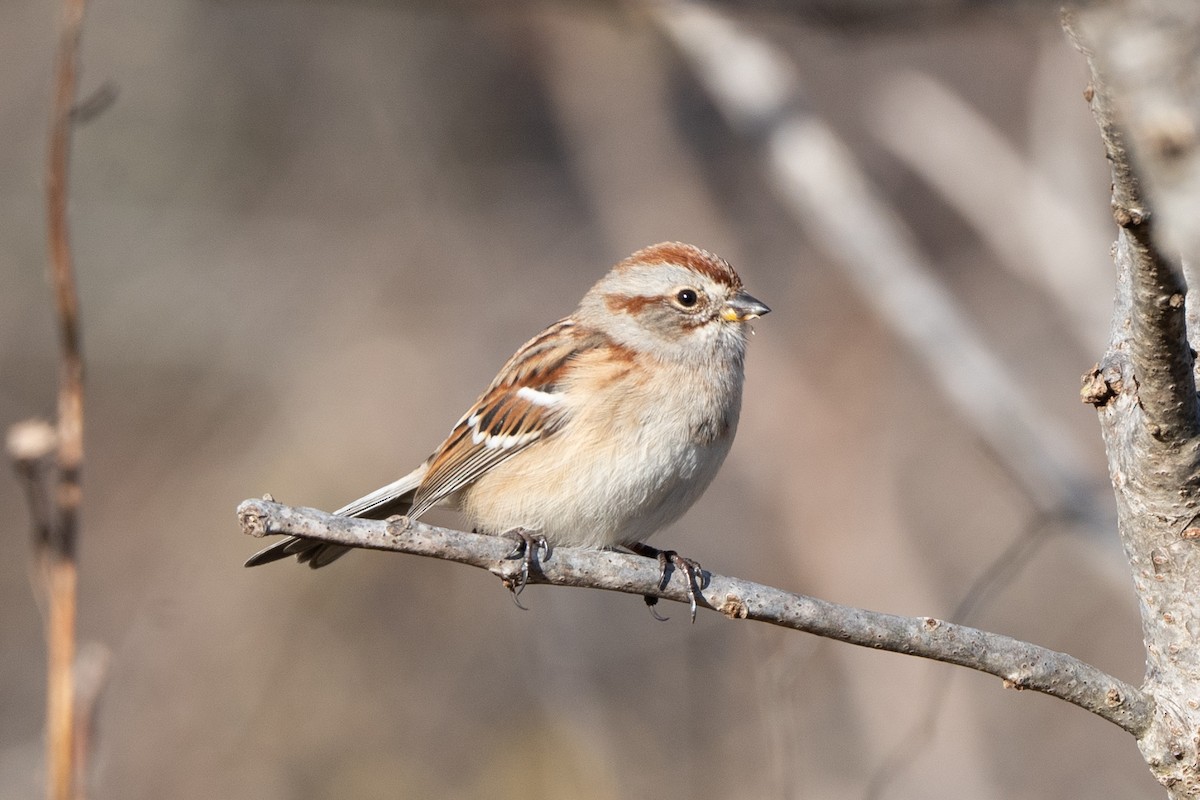 Spizella sp./American Tree Sparrow - ML645673668