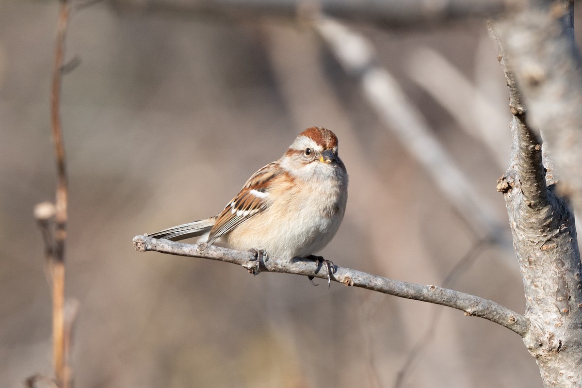 Spizella sp./American Tree Sparrow - ML645673669