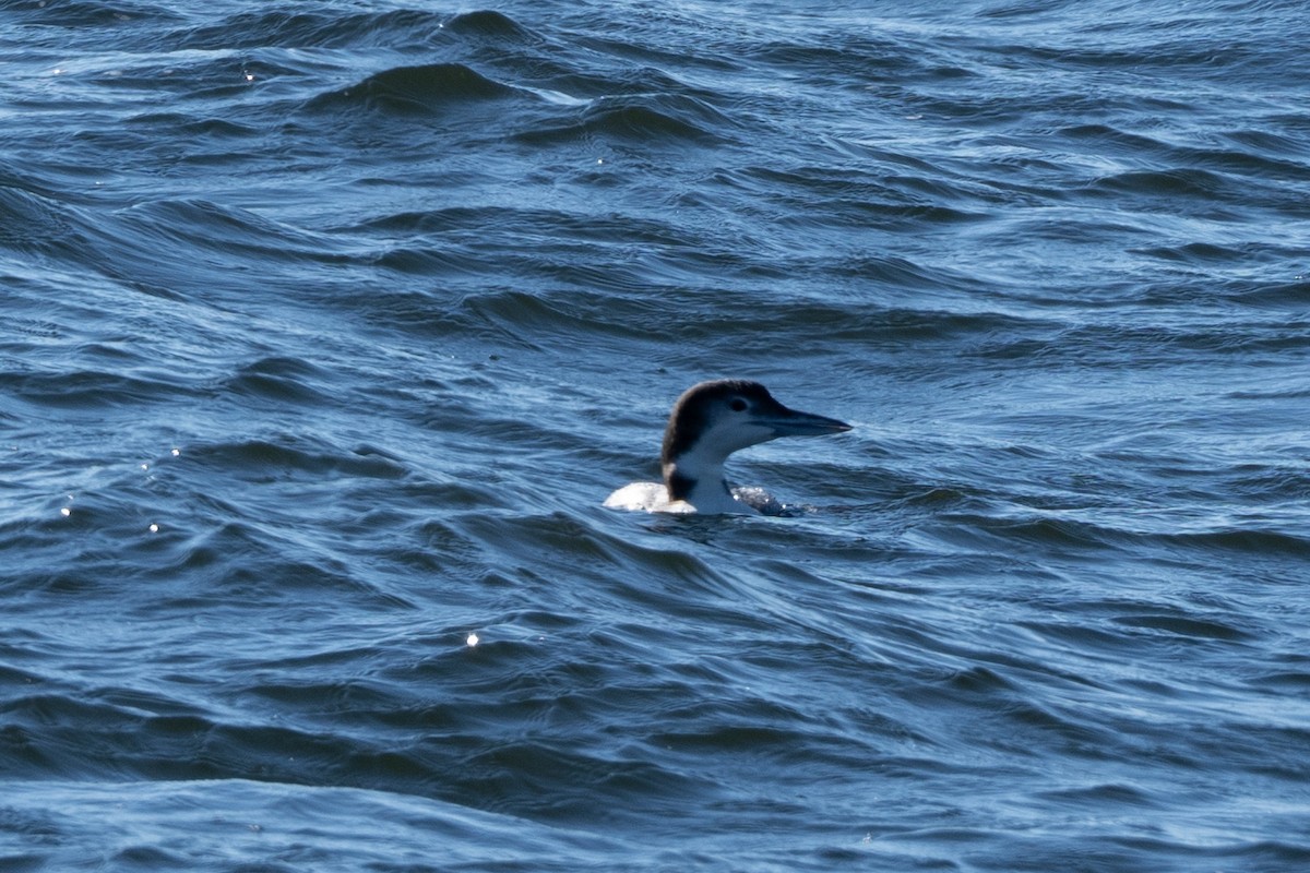 Common Loon - ML645673680