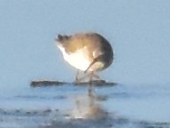 高蹺濱鷸 - ML645673681