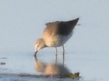 高蹺濱鷸 - ML645673682