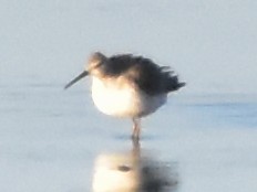 高蹺濱鷸 - ML645673683