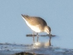 高蹺濱鷸 - ML645673684