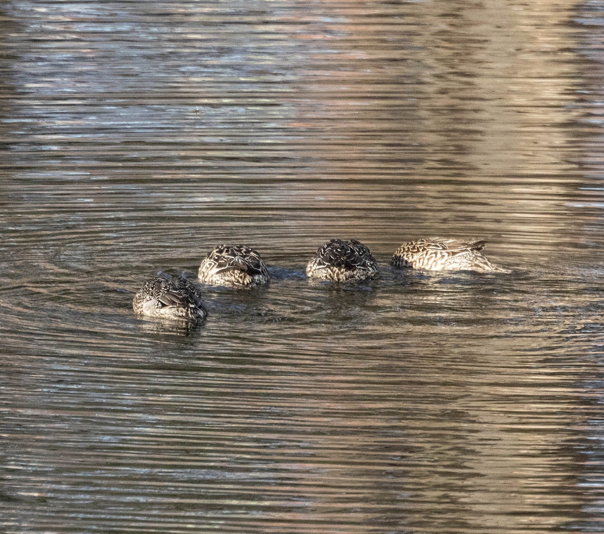 Northern Pintail - ML645673686