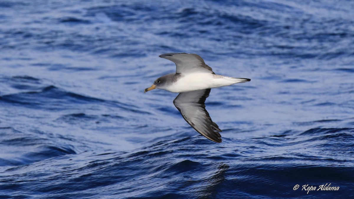 Scopoli's Shearwater - ML645673695