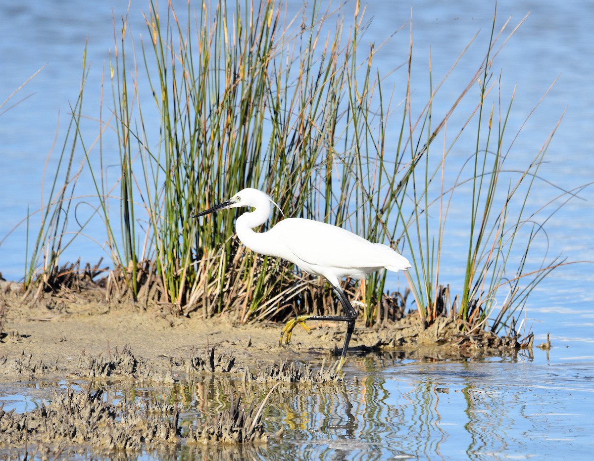 Aigrette garzette - ML645673704
