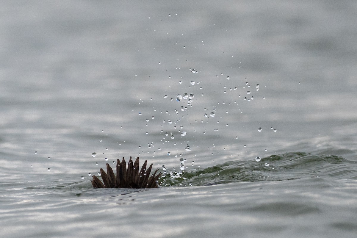 Pazifiktrauerente - ML645673706