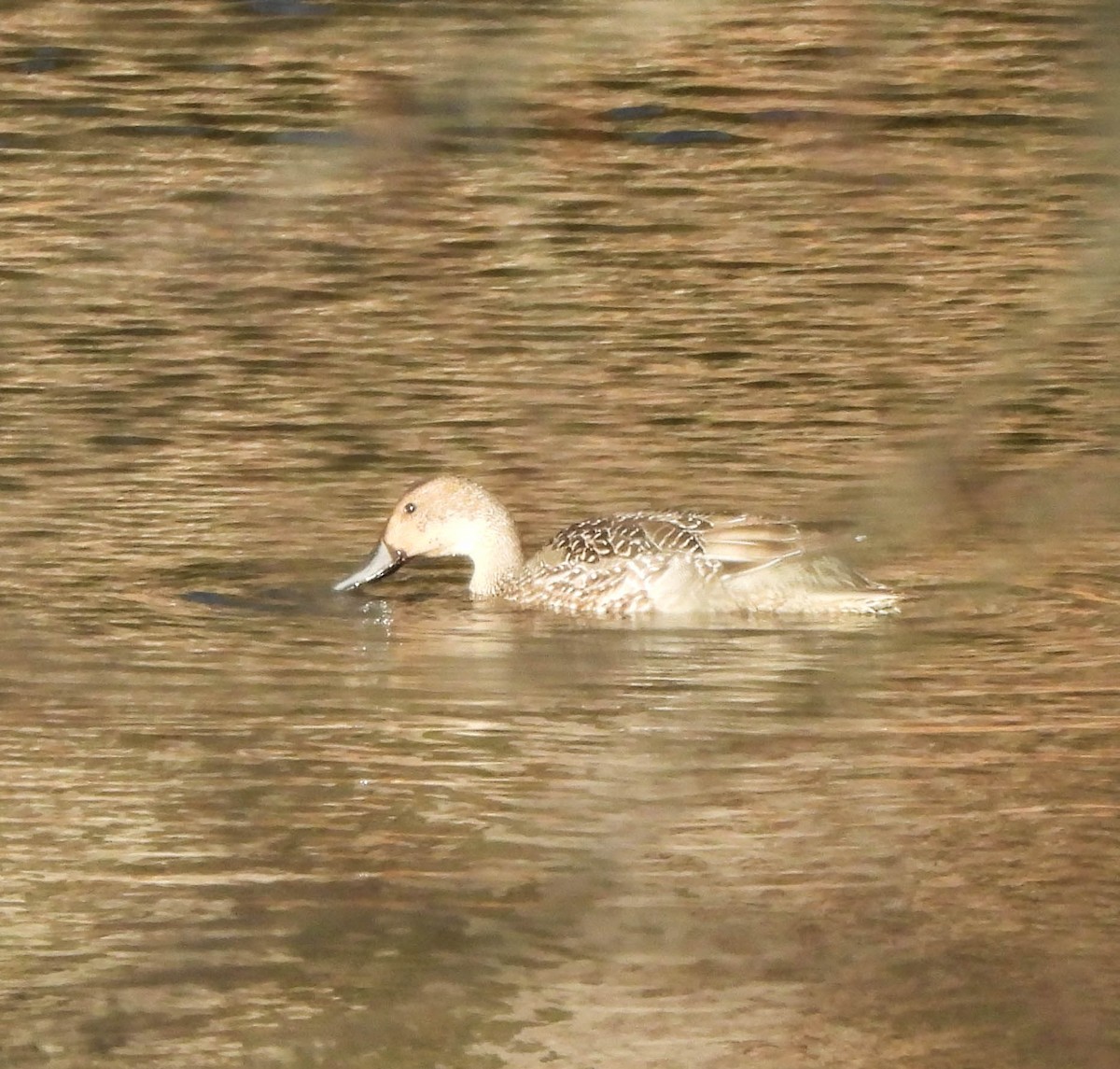 Northern Pintail - ML645673707