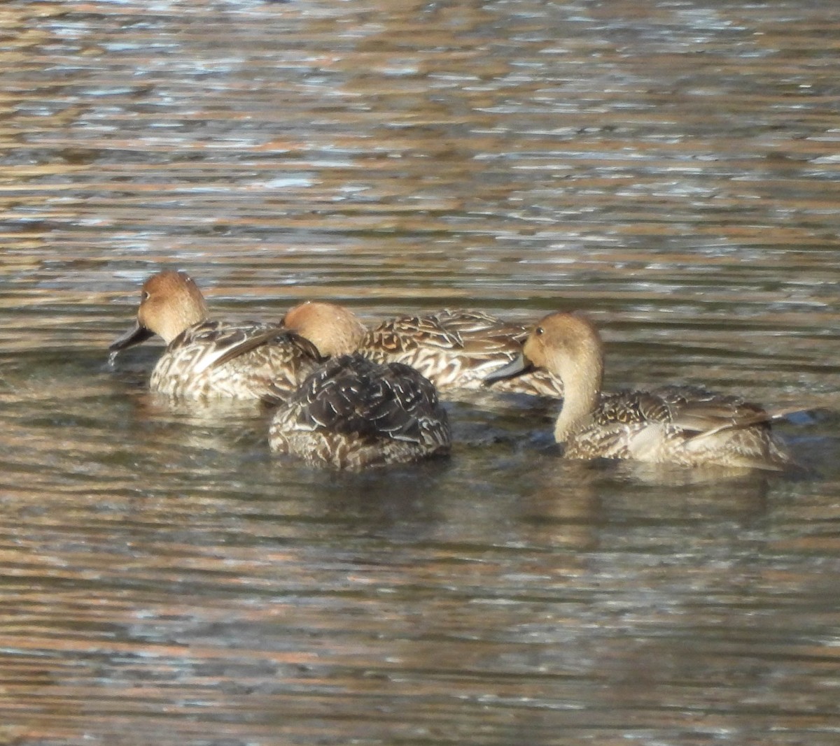 Northern Pintail - ML645673708
